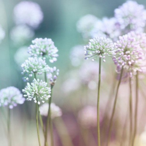 Fototapeta Białe polne kwiaty