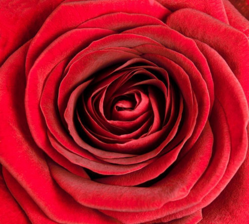 Fototapeta Pąk czerwiennej róży