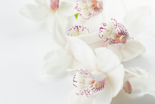 Fototapeta Kwiat, biały i kwitnąć