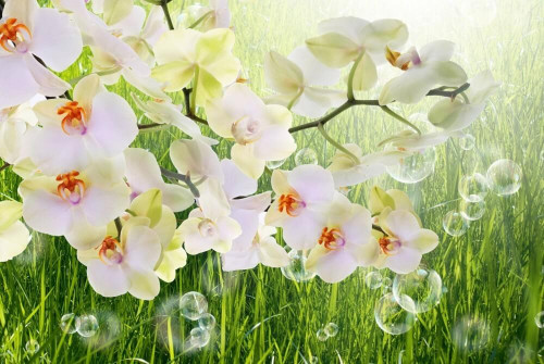 Fototapeta Białe orchidee na tle trawy