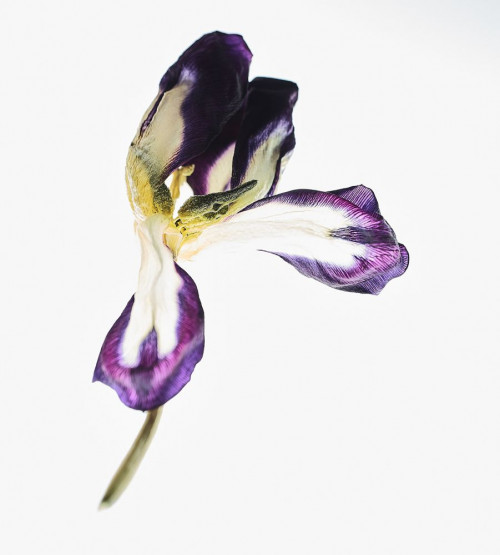 Fototapeta Roślina kwitnąca, kwiat i fioletowy