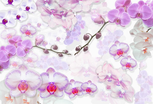 Fototapeta Płótno z orchideami