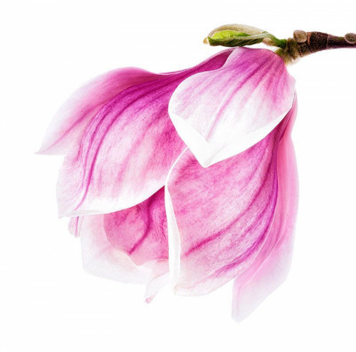 Fototapeta Pąk magnolii