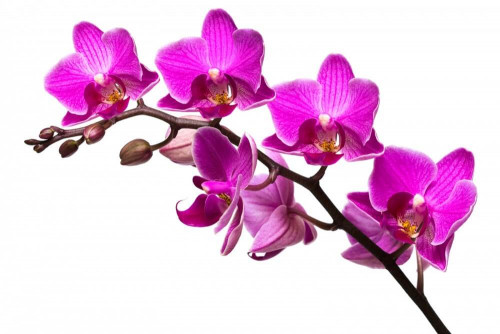 Fototapeta Gałązka orchidei 