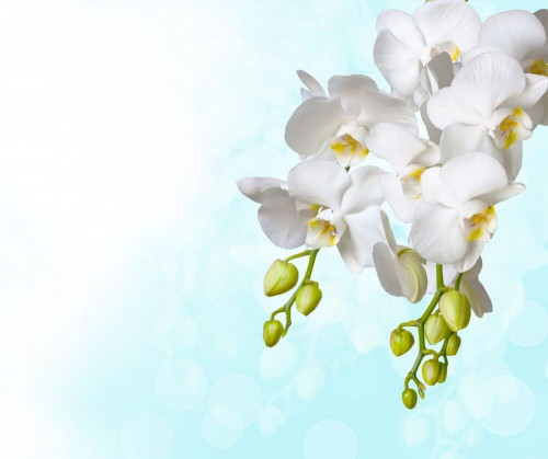 Fototapeta Gałązka białych kwiatów