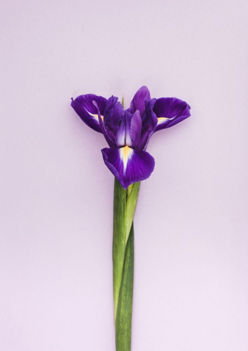 Fototapeta Kwiat, roślina kwitnąca i fioletowy