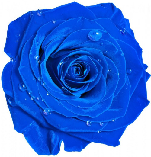 Fototapeta Niebieska róża