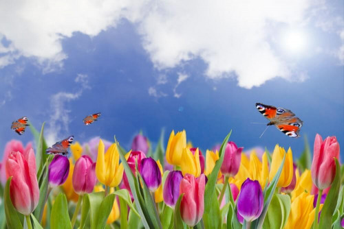 Fototapeta Tulipany i motyle 