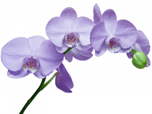 Fototapeta Gałązka liliowej orchidei 