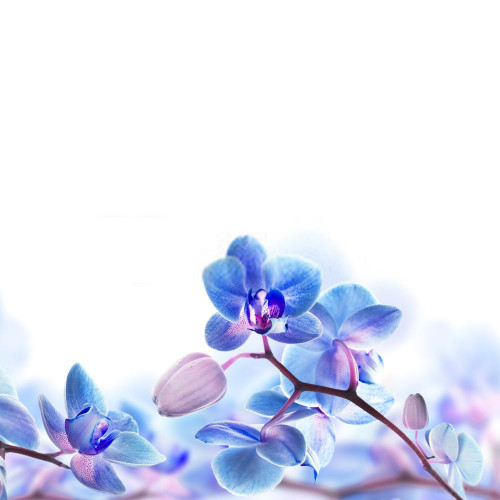 Fototapeta Niebieski, kwiat i fioletowy