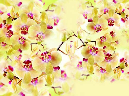 Fototapeta Żółte orchidee