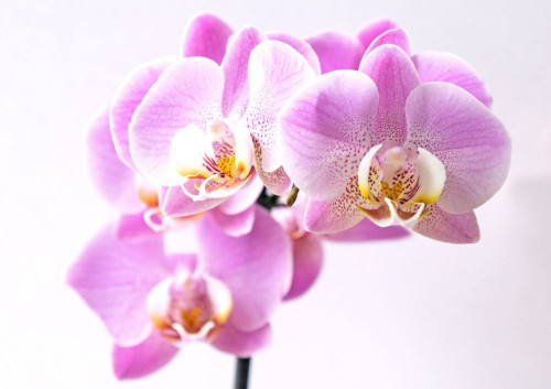Fototapeta Kwiat, roślina kwitnąca i orchidea ćmy