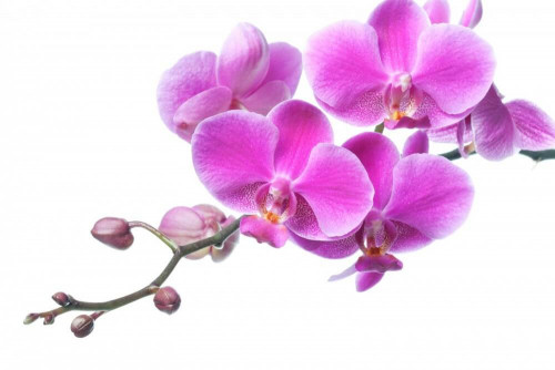 Fototapeta Gałąź różowej orchidei 