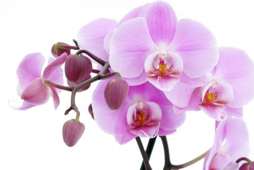 Fototapeta Gałązka różowej orchidei