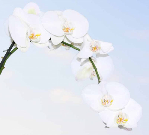 Fototapeta Kwitnący biały storczyk
