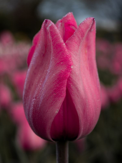 Fototapeta Tulipan, kwiat i płatek