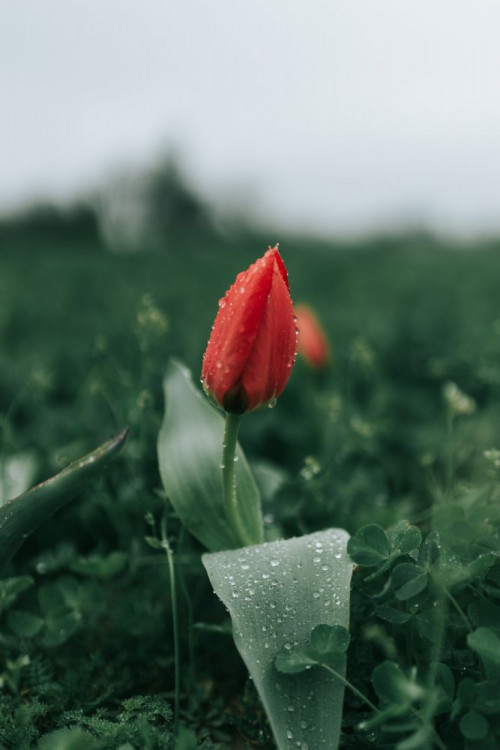 Fototapeta Kwiat, czerwony i tulipan