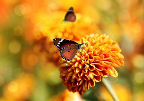 Fototapeta Motyl na kwiacie