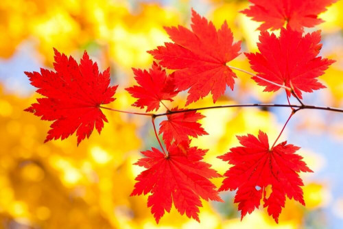 Fototapeta Kolor jesiennych liści