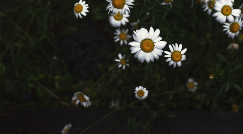 Fototapeta Stokrotka, kwiat i rumianek