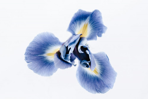 Fototapeta Niebieski, kwiat i płatek