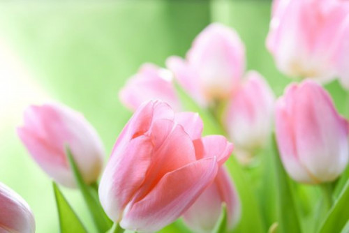 Fototapeta Delikatne tulipany