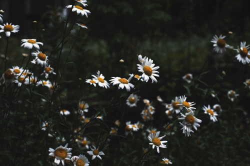 Fototapeta Aster zdrowia, kwiat i mały biały aster