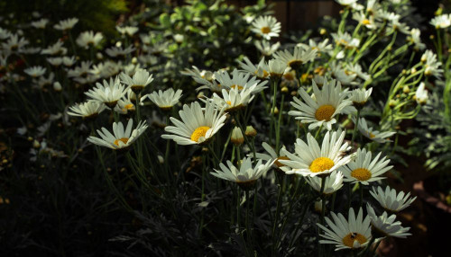 Fototapeta Kwiat, aster zdrowia i marguerite daisy