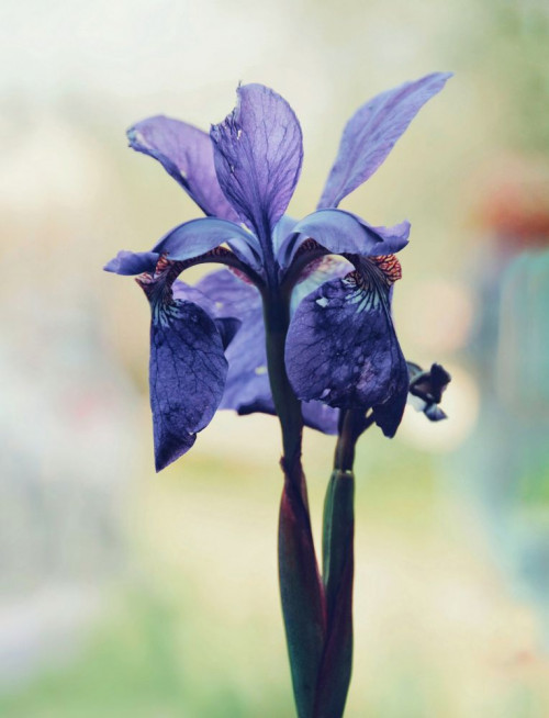 Fototapeta Kwiat, roślina kwitnąca i niebieski