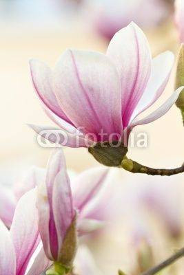 Fototapeta Magnolii