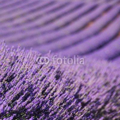 Fototapeta Lavender pole