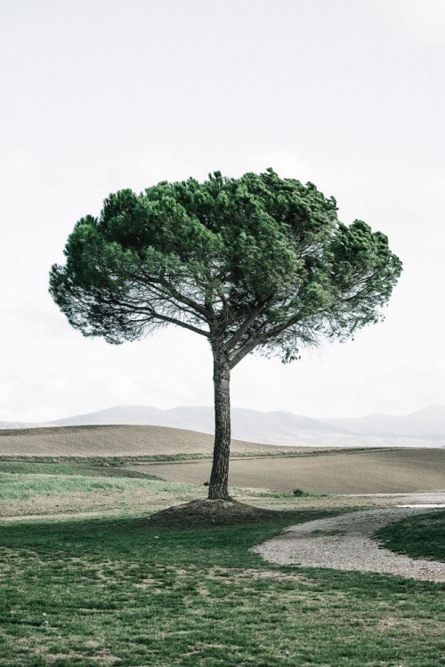 Fototapeta Drzewo, Zielony i Natura