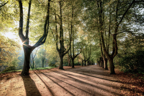 Fototapeta Drzewo, Natura i naturalny krajobraz