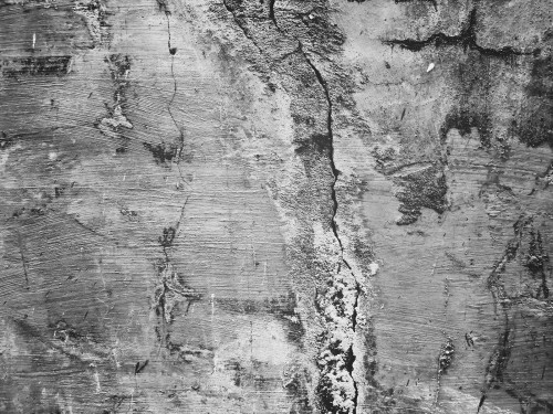 Fototapeta Drzewo, Ściana i czarny i biały