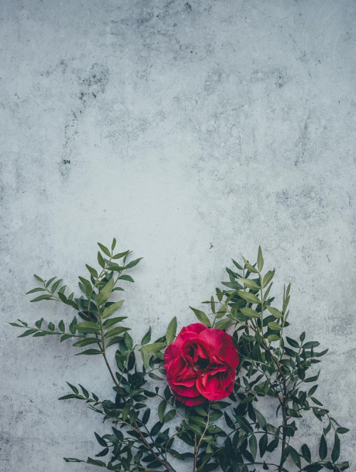 Fototapeta Kwiat, roślina i różowy