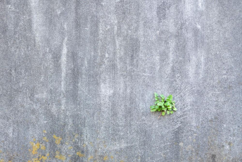 Fototapeta Zielony, Ściana i beton