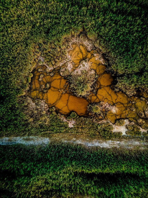 Fototapeta Zielony, Natura i liść