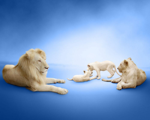 Fototapeta Rodzina lwów