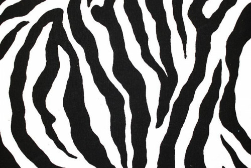 Fototapeta Zebra