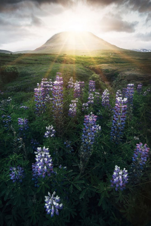 Fototapeta Kwiat, Natura i lawenda