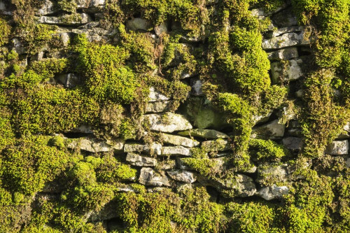 Fototapeta Wegetacja, Natura i Zielony