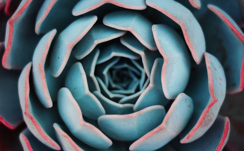 Fototapeta Kwiat, echeveria i płatek