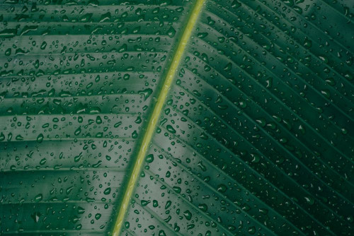 Fototapeta Zielony, liść i woda