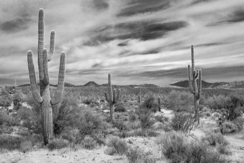 Fototapeta Saguaro, wegetacja i kaktus