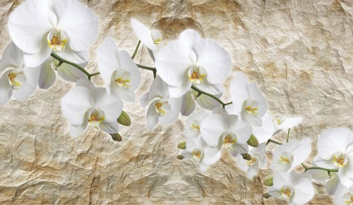 Fototapeta Biała orchidea na pogniecionym papierze 