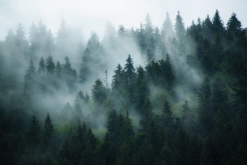 Fototapeta Mgła w sosnach