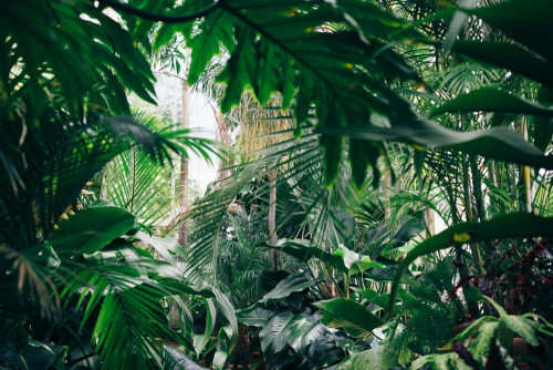 Fototapeta Wegetacja, dżungla i roślina lądowa
