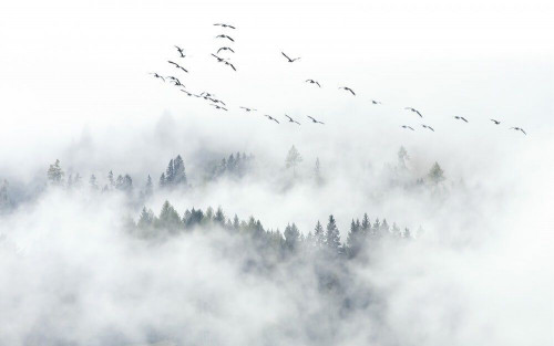 Fototapeta Stado ptaków nad lasem 