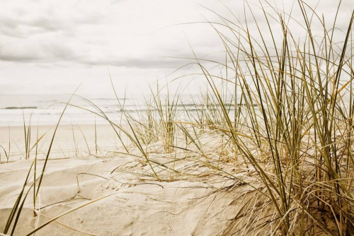 Fototapeta Trawa na plaży 