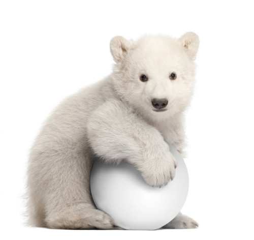 Fototapeta Niedźwiadek polarny z piłką